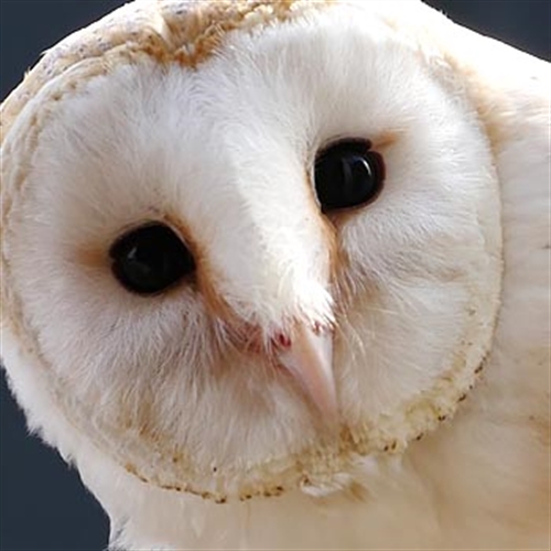 barn owl barn owl